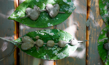 Molded clay shapes drying on wide leaves.