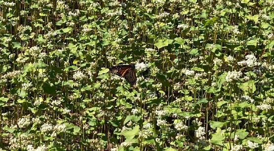 Monarch in buckwheat field