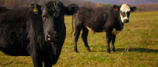 Beef cattle at Polyface Farm, Va.