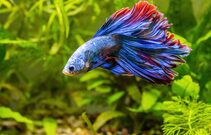 Betta fish