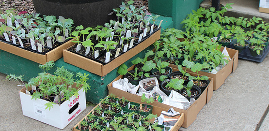 Vegetable seedlings donated by Robin Bem for the seed distribution event