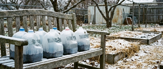 Seed starting in plastic gallon jugs.