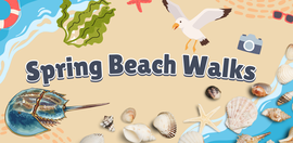 spring beach walks semc