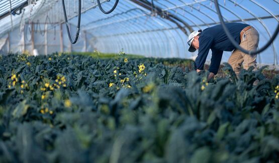 Photo of a professional greenhouse filled with plants. 