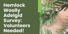Hemlock Woolly Adelgid Survey