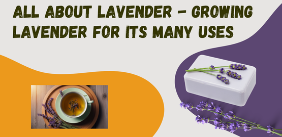 BANNER All About Lavender