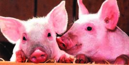 Family Farm Day 2020 Farm Listings Pigs