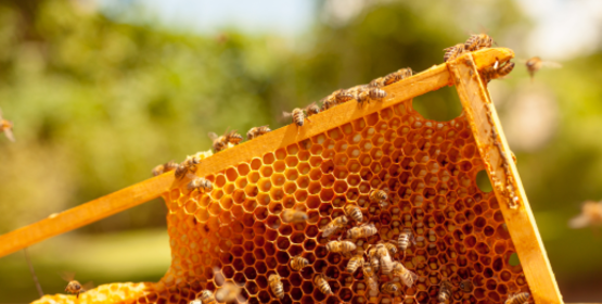 

Beekeeping concept. A beekeeper collects honey, close-up of a frame of evidence of honey with bees, honeycombs and bees
By: st.kolesnikov

Source: Adobe Stock

Asset ID#: 494880035