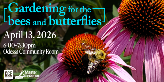 Butterflies and Bees April