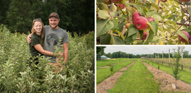 People in a nursery, alongside apples and an orchard of young apple trees