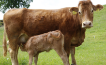 Cow/Calf 