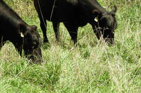 Black Angus Grazing