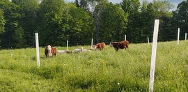Beef Cattle Grazing In Pasture 