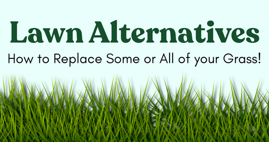 BANNER Lawn Alternatives