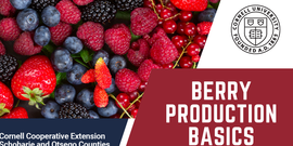 Berry Production Basics