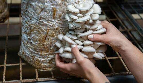 oyster mushrooms
