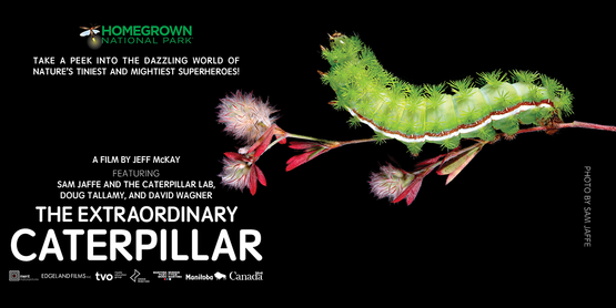 Extraordinary Caterpillar 