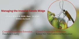 Managing the Invasive Swede Midge Header