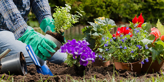 hands gardening, plants, tools