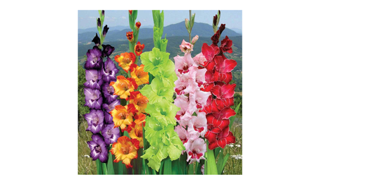 Gladiola