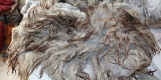 raw Shetland sheep fleece
