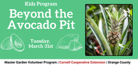 Beyond the Avocado Pit
Tuesday, March 31st
Image: Pineapple plant