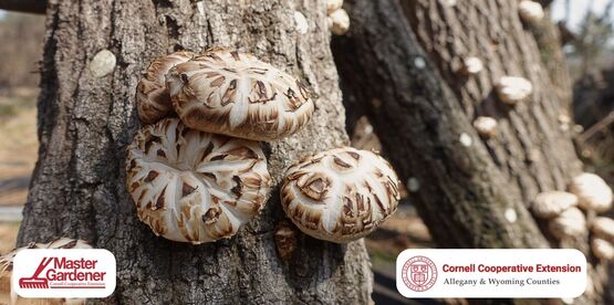 mushroom