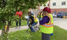 Image of people caring for a tree