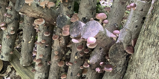 Mushrooms growing on logs.