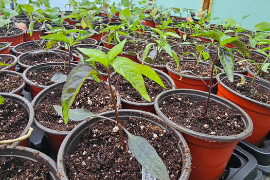 Seedlings growing in cups