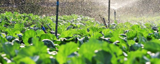 We will talk about all things water, from delivery options to water quality to designing an irrigation system and assessing when and how to water.