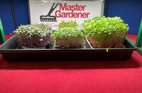 Microgreens