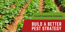 Build A Better Pest Strategy
