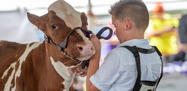 Young man with dairy cow at 4-H Youth Fair