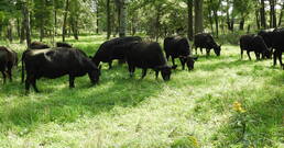 Black Angus
