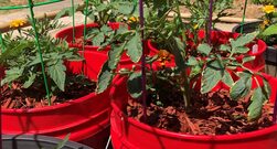 Bucket Garden