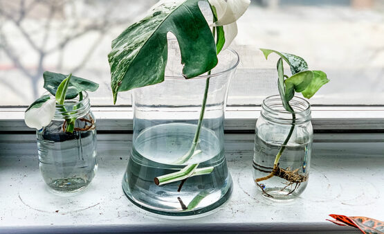 Plant Propagation