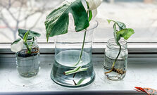 Plant Propagation