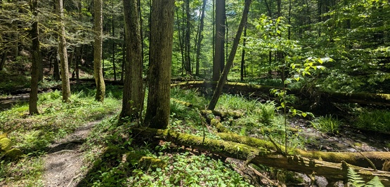 Woods in Danby State Forest

