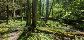 Woods in Danby State Forest

