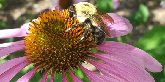 Bee on flower