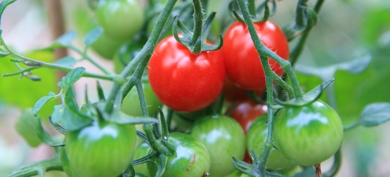 Cherry Tomatoes