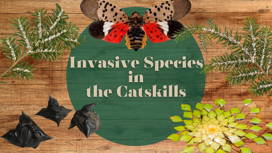 BANNER Invasive Species in Catskills