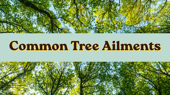 BANNER Tree Ailments