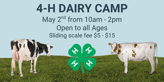 Graphic Advertising Dairy Camp features cow images
