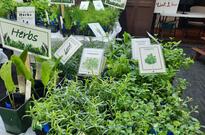 Herbs at MG Plant Sale 2024