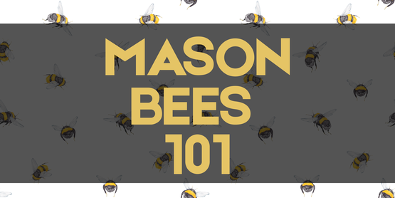 mason bees