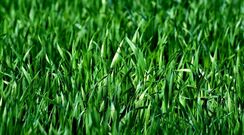 Turf