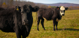 Beef cattle at Polyface Farm, Va.