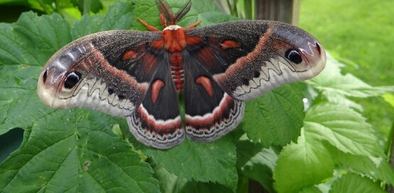 cecropia moth
